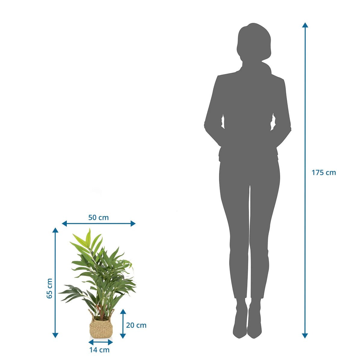 Måltegning af den Kunstige plante CHAMAEDOREA med en højde på 65 cm fra hjh OFFICE