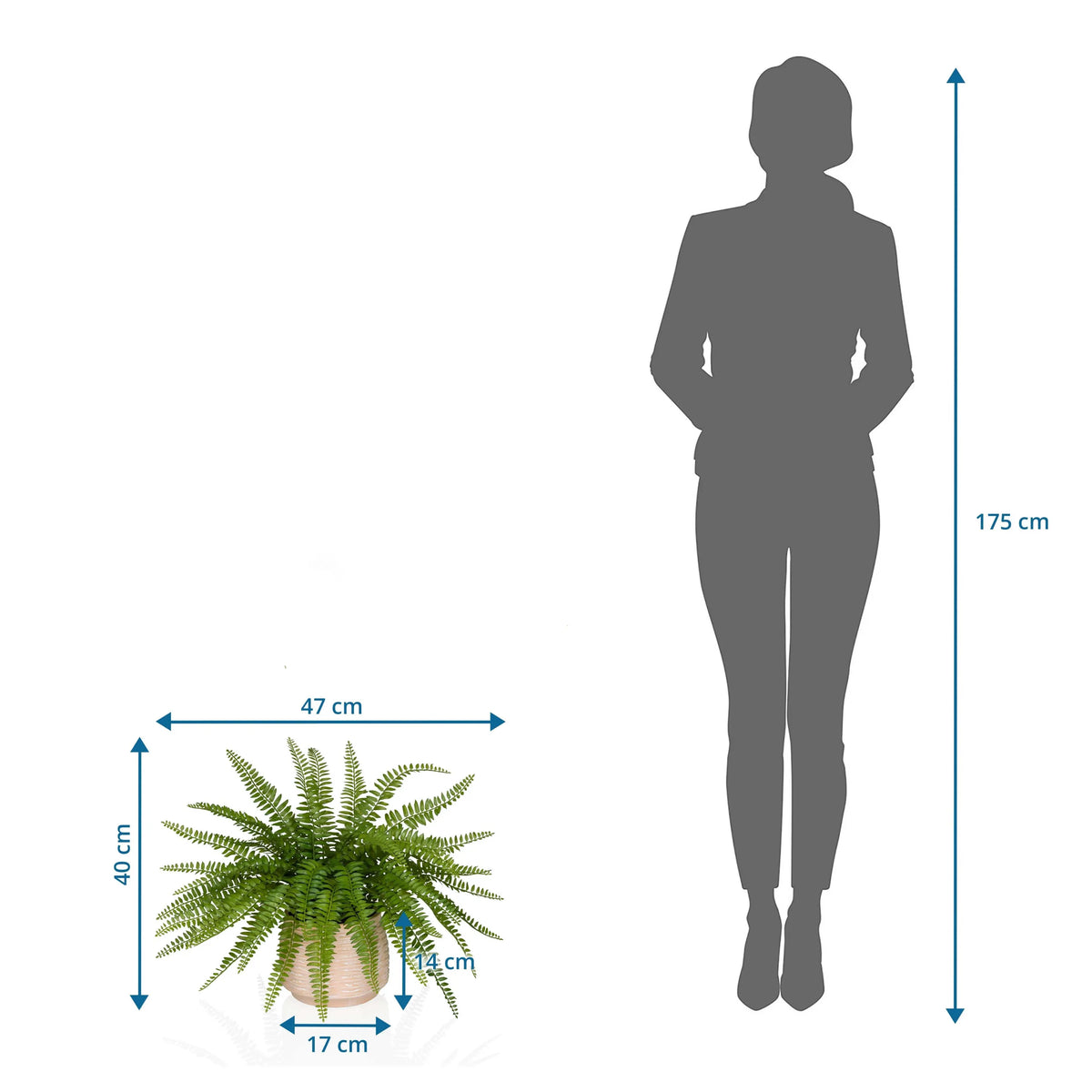 Måltegning af den Kunstige plante Proliferum med 47 x 40 cm ved siden af en person-silhuet fra hjh OFFICE