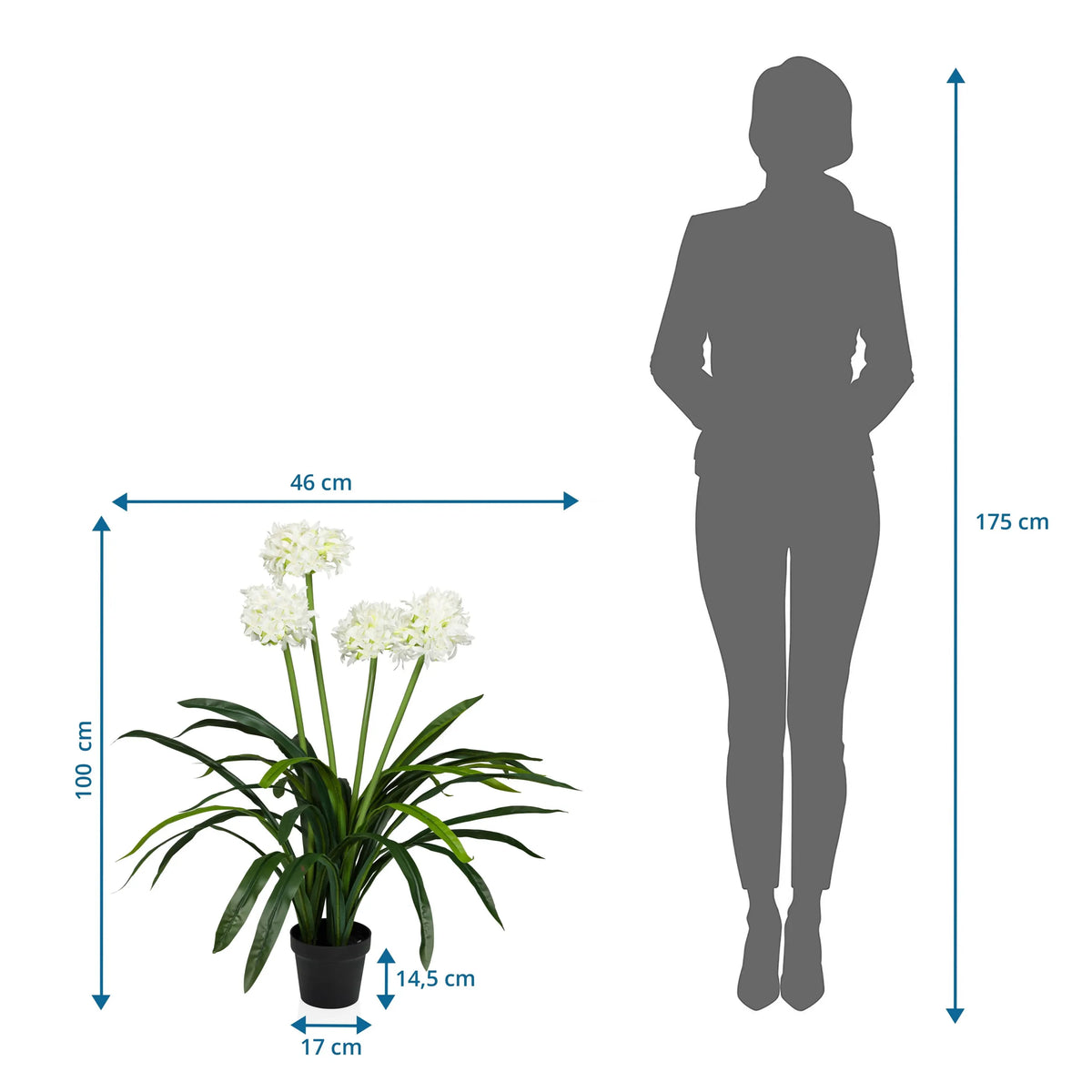 Måltegning af den Kunstige plante AGAPANTHUS med en højde på 100 cm og bredde på 46 cm fra hjh OFFICE