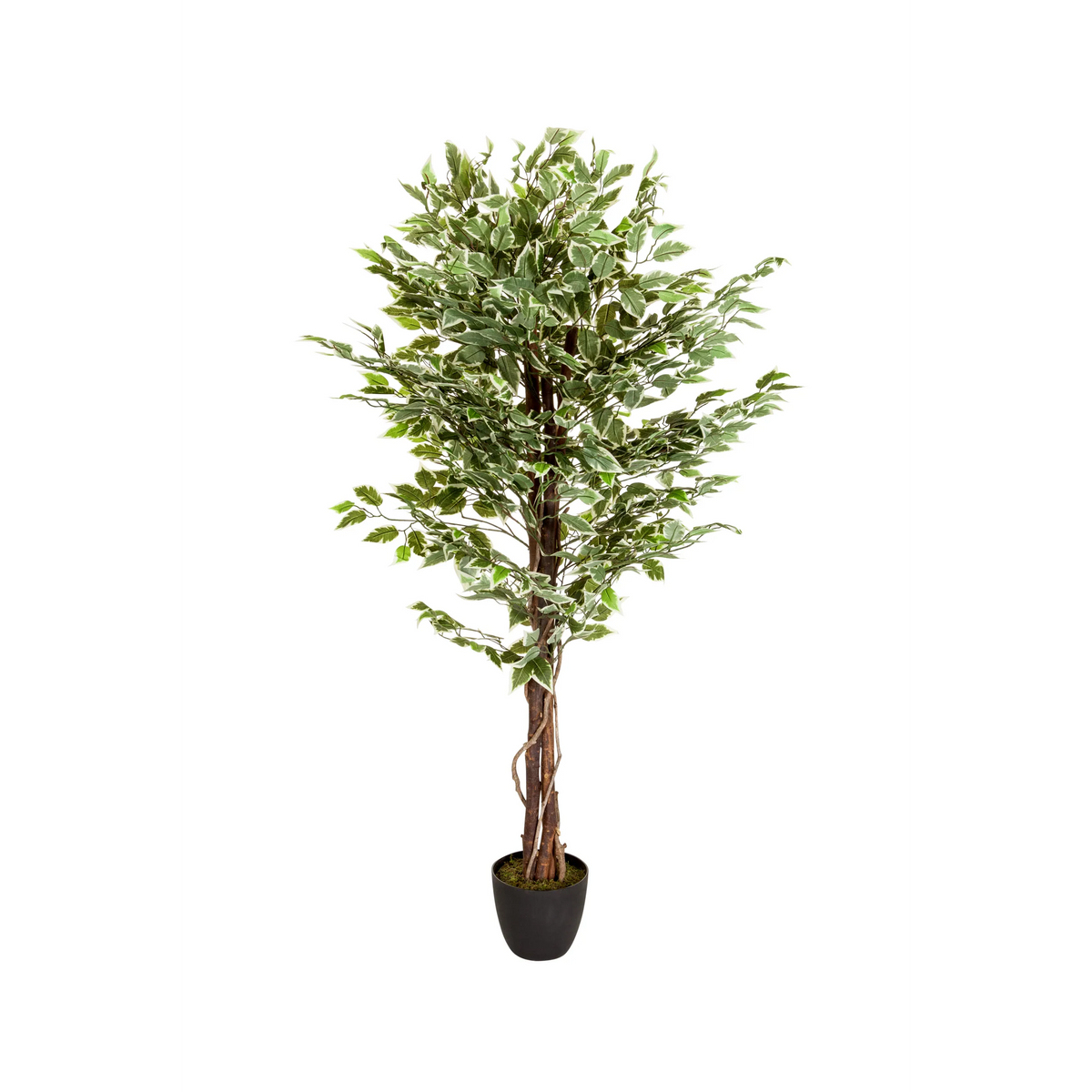 Grøn Kunstige plante FICUS med flettet stamme i en sort potte fra hjh OFFICE – 360-graders visning (forfra 0°)