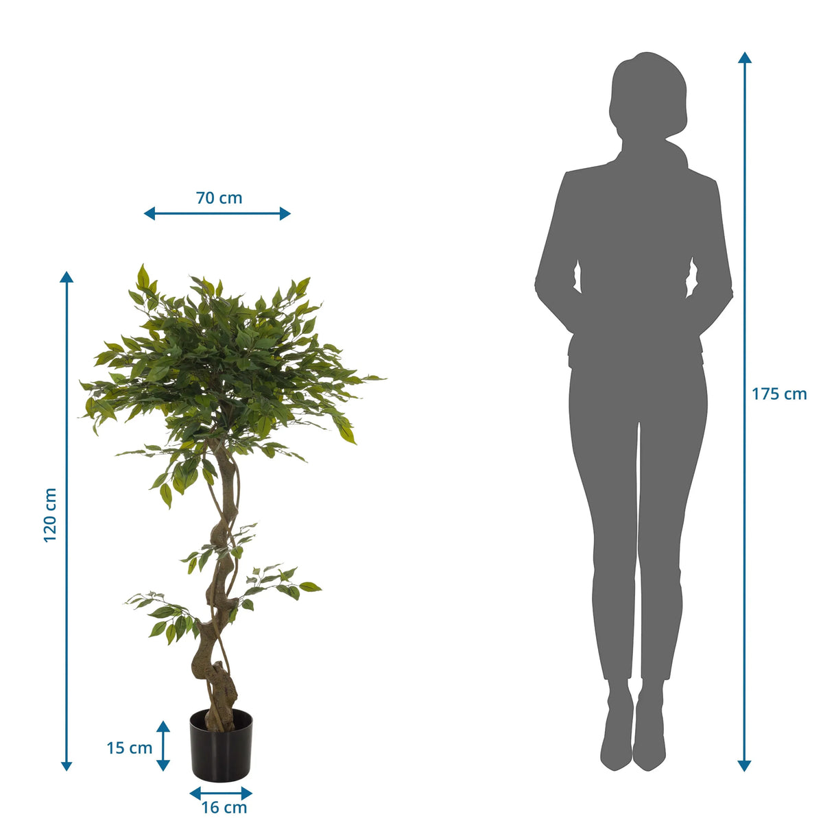 Måltegning af den Kunstige plante FICUS I med en højde på 120 cm og en bredde på 70 cm fra hjh OFFICE
