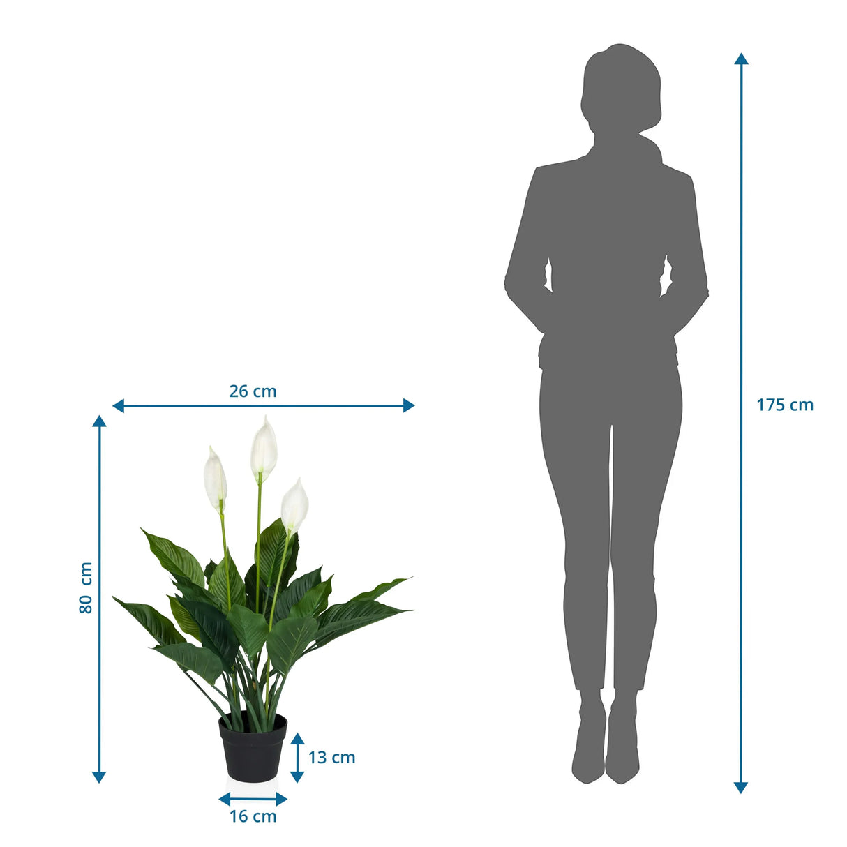 Måltegning af den Kunstige plante SPATHIPHYLLUM med en højde på 80 cm og bredde på 26 cm fra hjh OFFICE