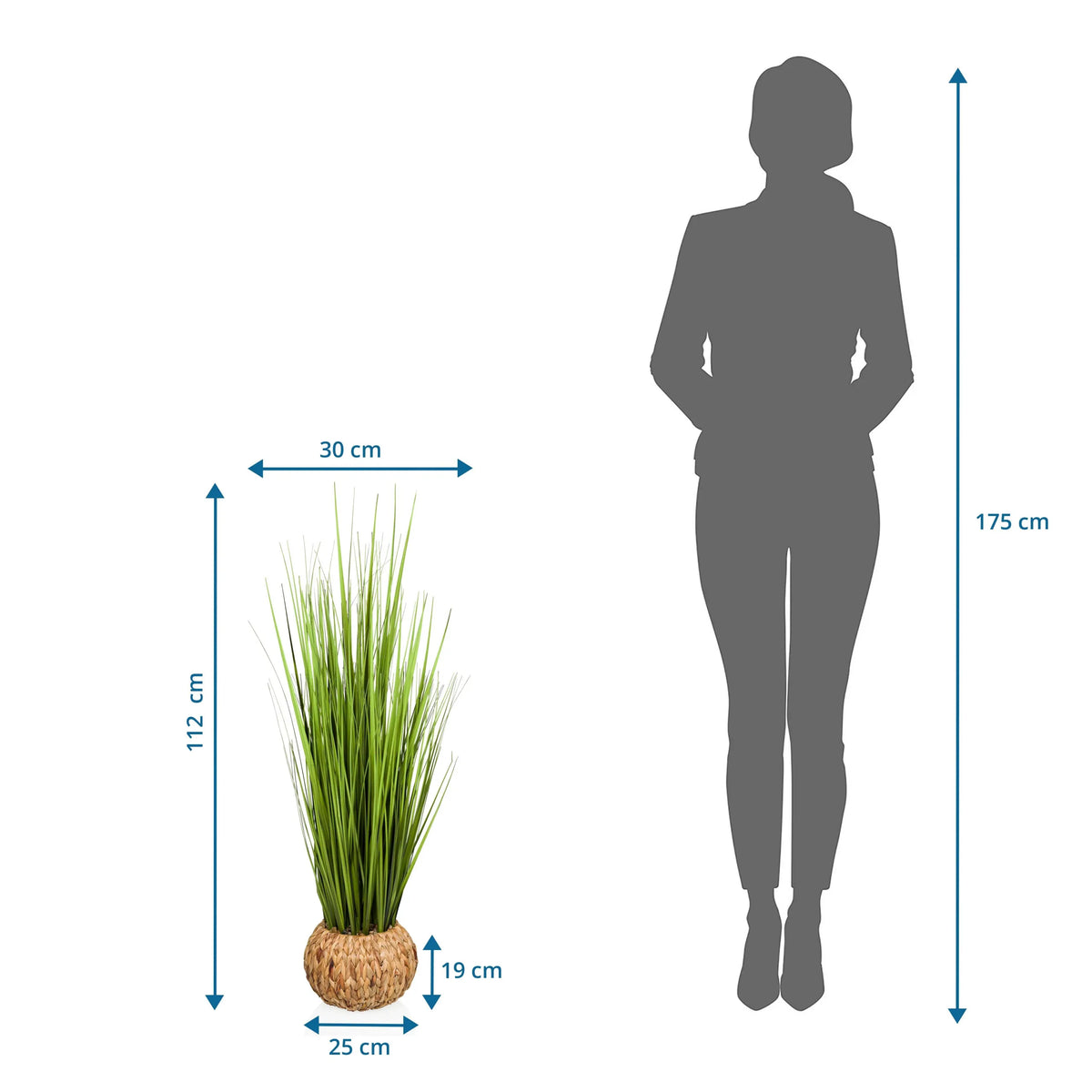Måltegning af den Kunstige plante CORTADERIA med en højde på 112 cm og bredde på 30 cm fra hjh OFFICE