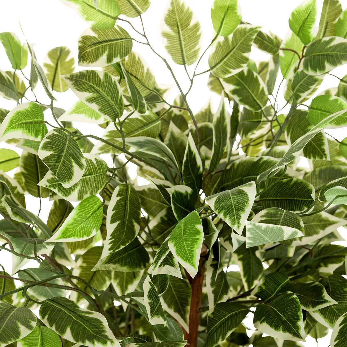 Grøn-hvide marmorerede blade fra den Kunstige plante FICUS fra hjh OFFICE