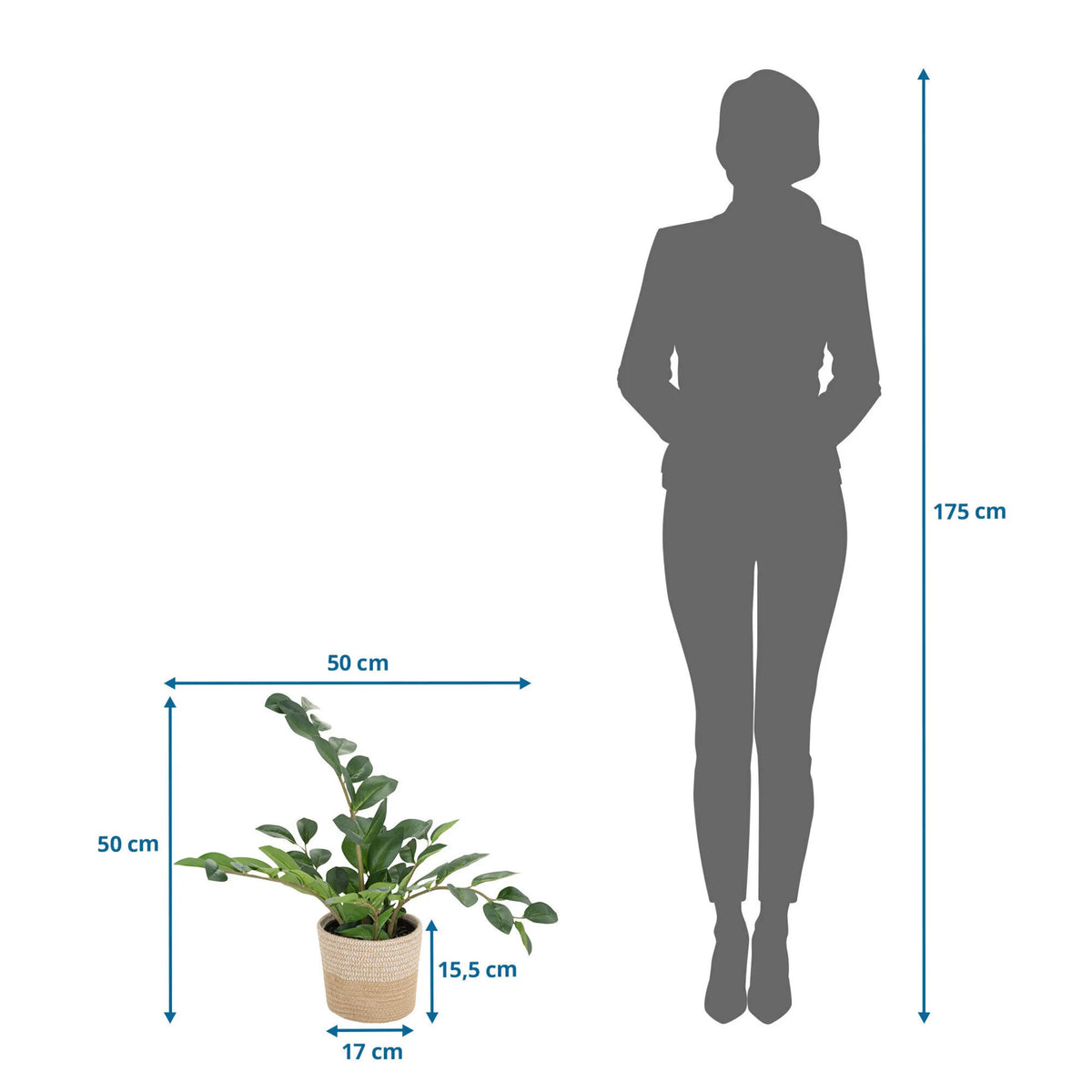 Måltegning af den Kunstige plante ZAMIE på 50 × 50 cm ved siden af en personsilhuet fra hjh OFFICE