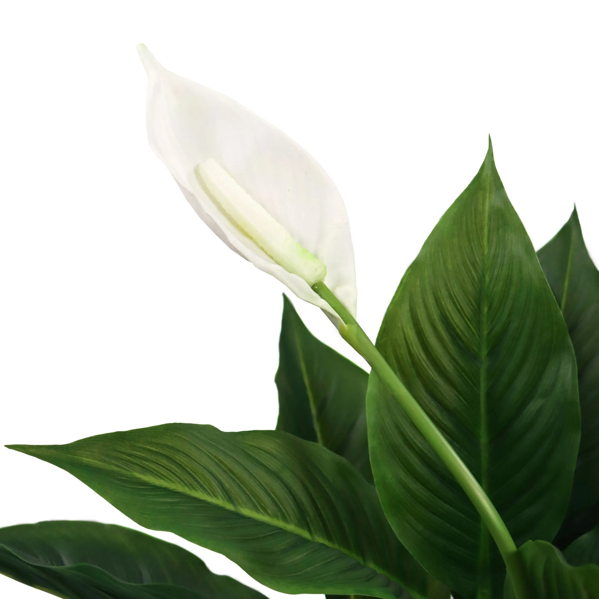 Hvid blomst og grønne blade fra den kunstige plante SPATHIPHYLLUM fra hjh OFFICE