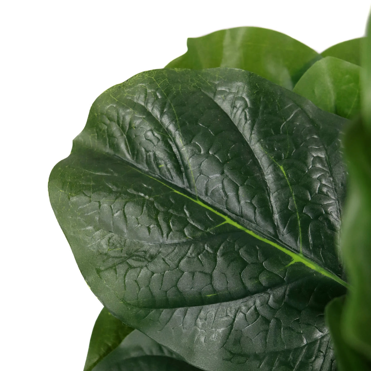 Grønt blad med tydelig bladnervestruktur fra den Kunstige plante LYRATA fra hjh OFFICE
