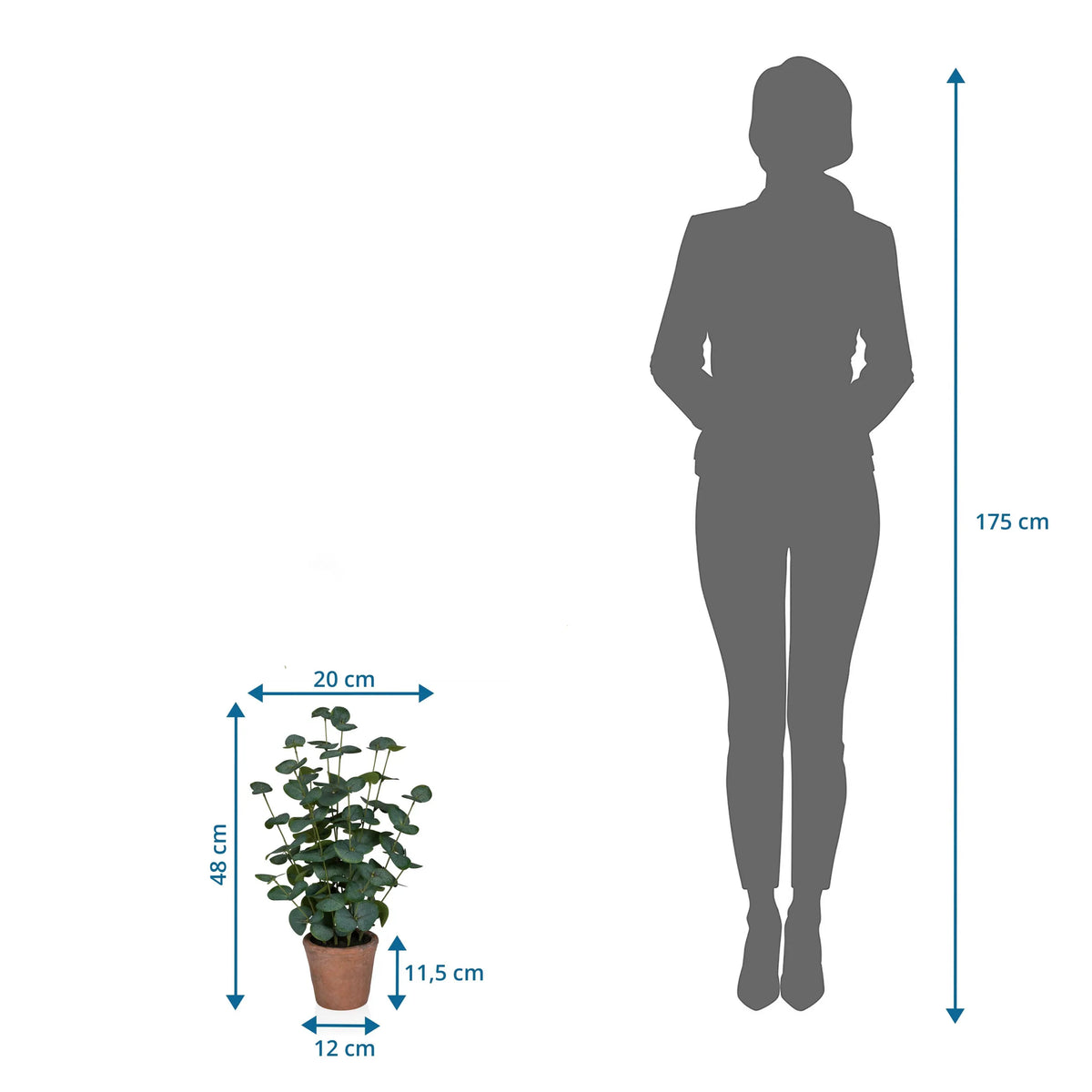 Måltegning af den Kunstige plante Eucalyptus med en højde på 48 cm ved siden af en personsilhuet fra hjh OFFICE