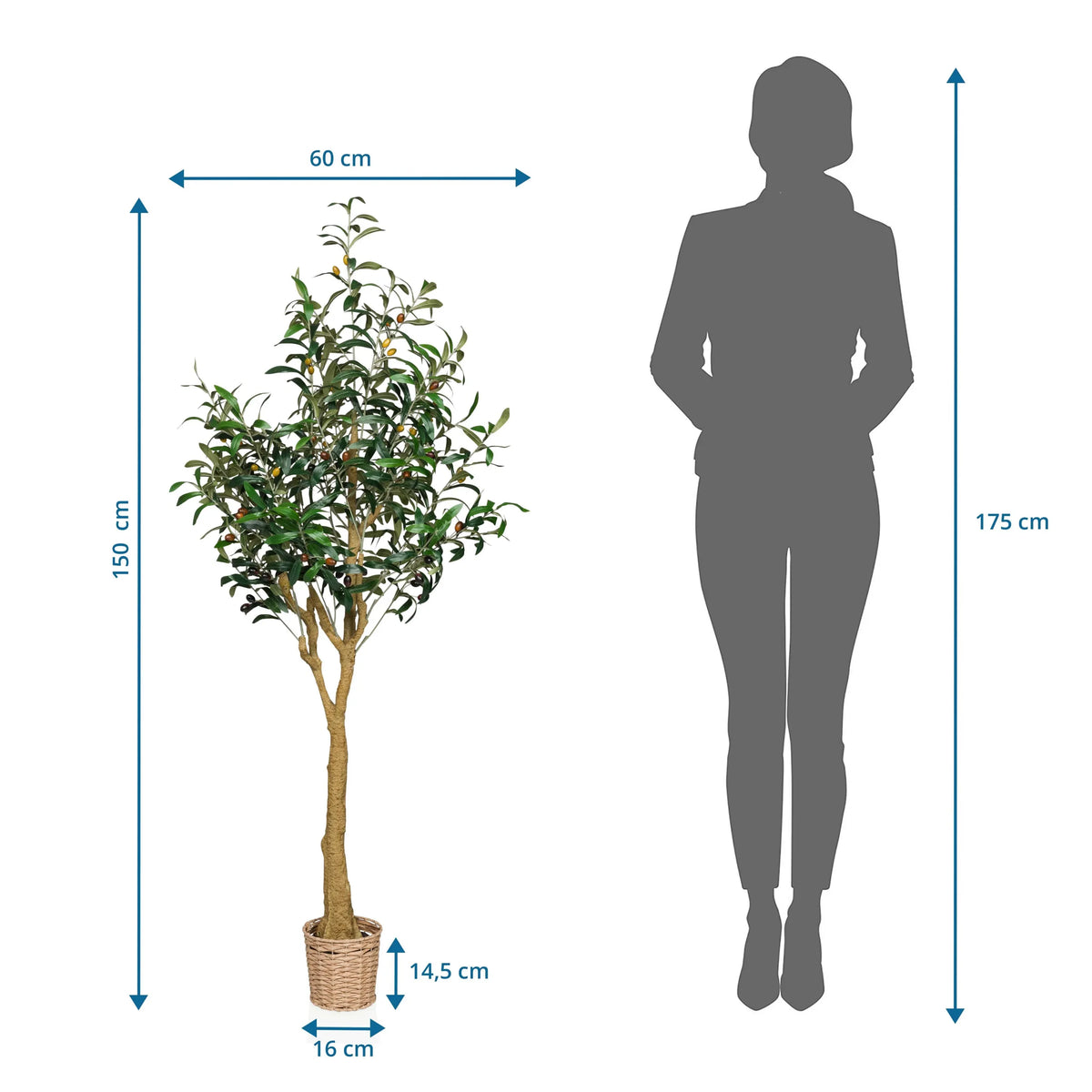 Måltegning af den Kunstige plante OLIVE II med en højde på 150 cm og bredde på 60 cm fra hjh OFFICE