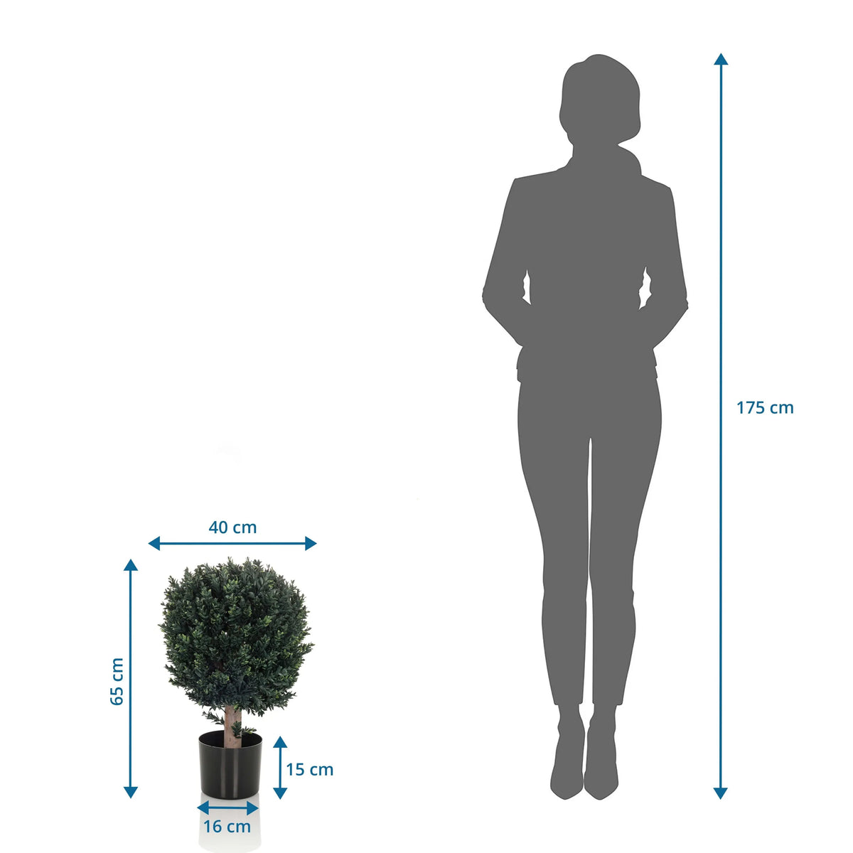 Målvisning af den Kunstige plante BUXUS med en højde på 65 cm i forhold til en person fra hjh OFFICE