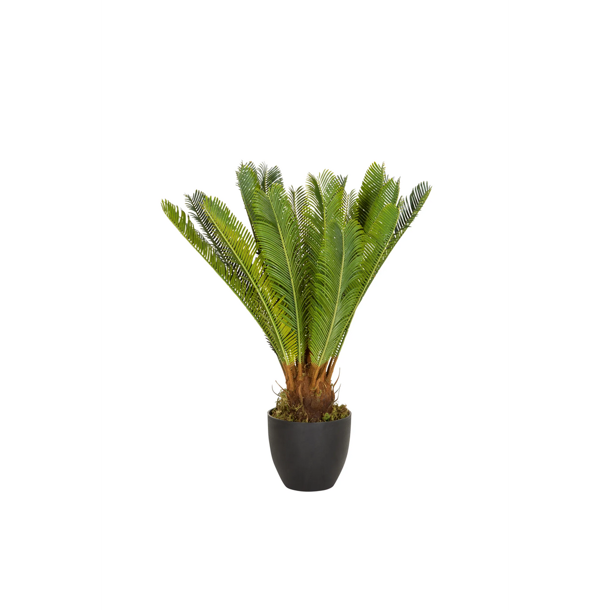 Grøn Kunstige plante CYCAS i en sort urtepotte fra hjh OFFICE – 360-graders visning (forfra 0°)