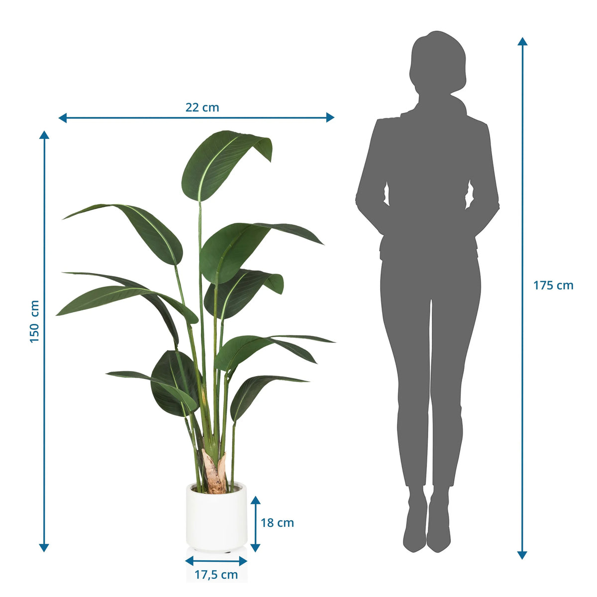 Måltegning af den Kunstige plante STRELITZIA med en højde på 150 cm fra hjh OFFICE