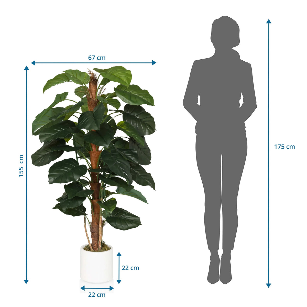 Måltegning af den Kunstige plante EPIPREMNUM med en højde på 155 cm og bredde på 67 cm fra hjh OFFICE