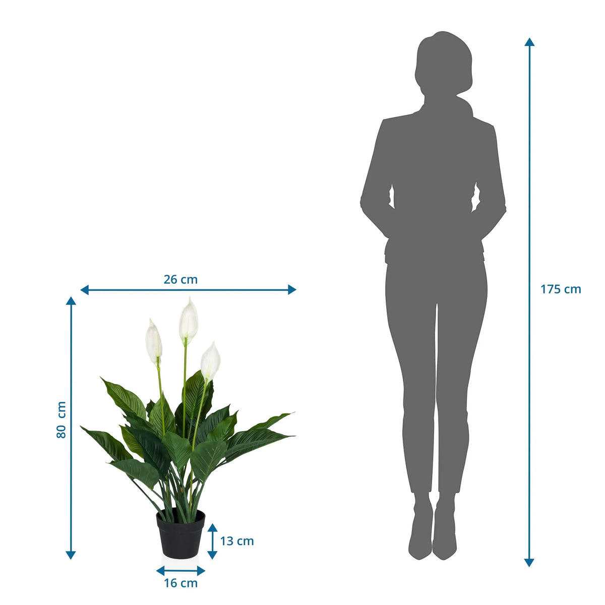 Måltegning af den Kunstige plante SPATHIPHYLLUM med en højde på 80 cm og bredde på 26 cm fra hjh OFFICE