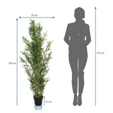 Måltegning af den Kunstige plante BAMBUS med en højde på 165 cm og en bredde på 70 cm fra hjh OFFICE
