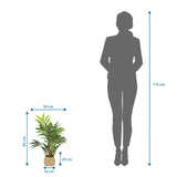 Måltegning af den Kunstige plante CHAMAEDOREA med en højde på 65 cm fra hjh OFFICE