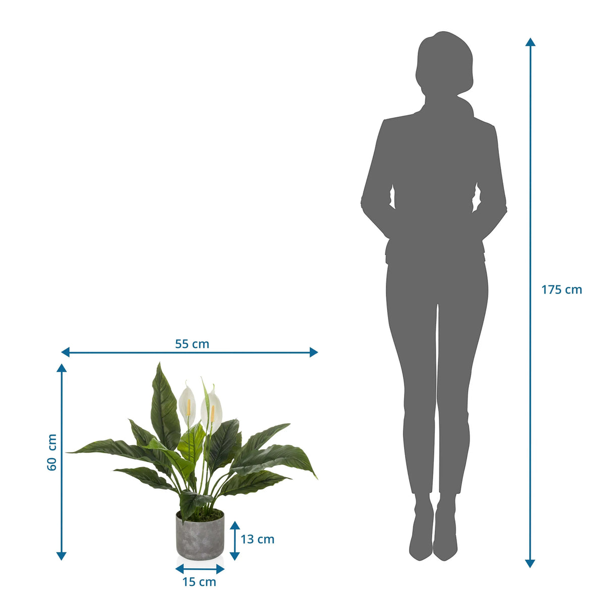 Måltegning af den Kunstige plante Spathiphyllum 1 med 60 x 55 cm sammenlignet med en person fra hjh OFFICE