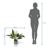 Måltegning af den Kunstige plante Spathiphyllum 1 med 60 x 55 cm sammenlignet med en person fra hjh OFFICE