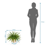 Måltegning af den Kunstige plante Proliferum med 47 x 40 cm ved siden af en person-silhuet fra hjh OFFICE
