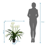 Måltegning af den Kunstige plante AGAPANTHUS med en højde på 100 cm og bredde på 46 cm fra hjh OFFICE