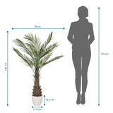 Måltegning af den Kunstige plante DRACAENA med en højde på 120 cm og en bredde på 70 cm fra hjh OFFICE