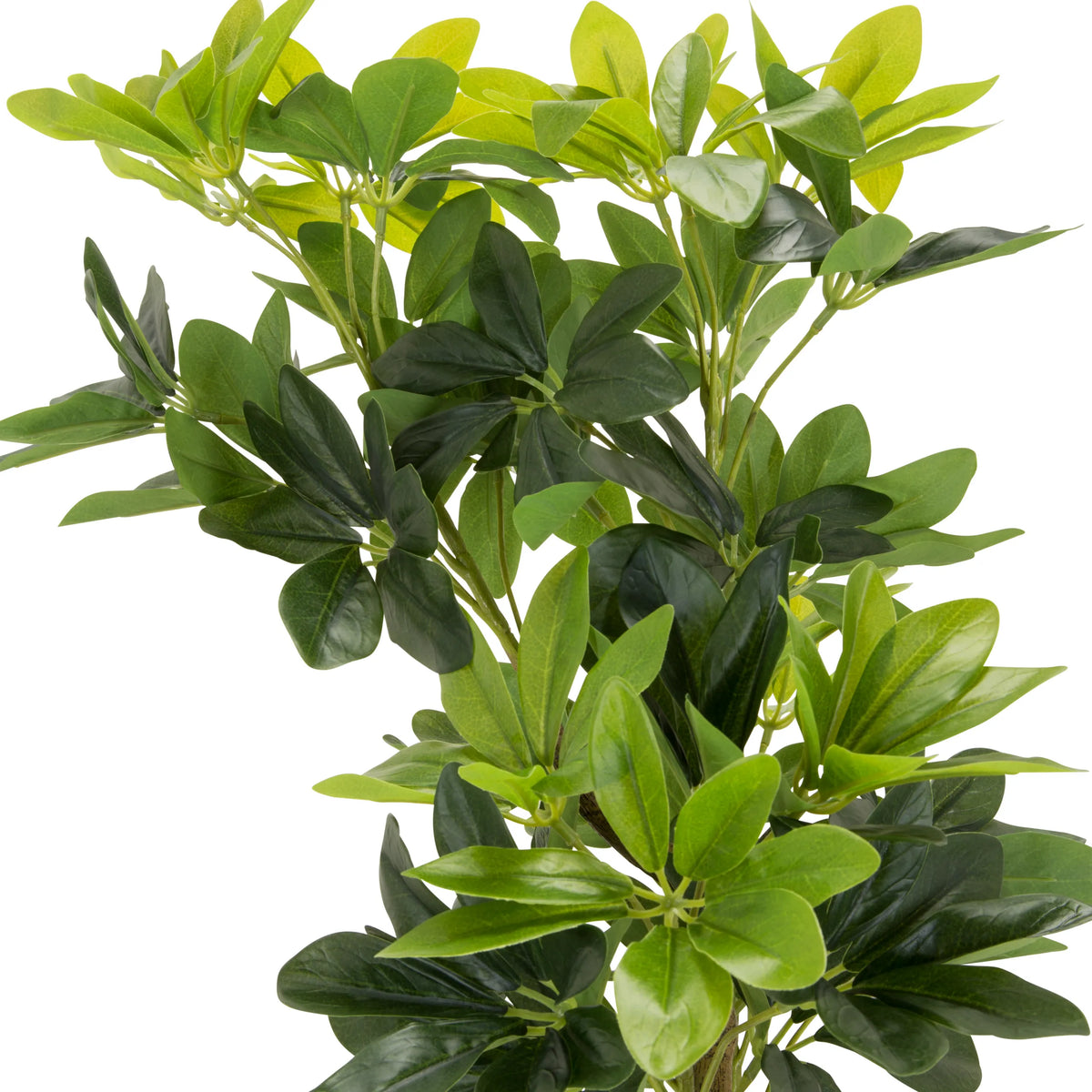 Grønne blade fra den kunstige plante SCHEFFLERA fra hjh OFFICE