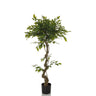 Grüne Kunstpflanze FICUS I mit gewundenem Stamm in einem schwarzen Topf von hjh OFFICE