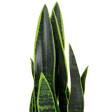 Grønne blade fra den kunstige plante SANSEVIERIA med mørkegrønne mønstre fra hjh OFFICE