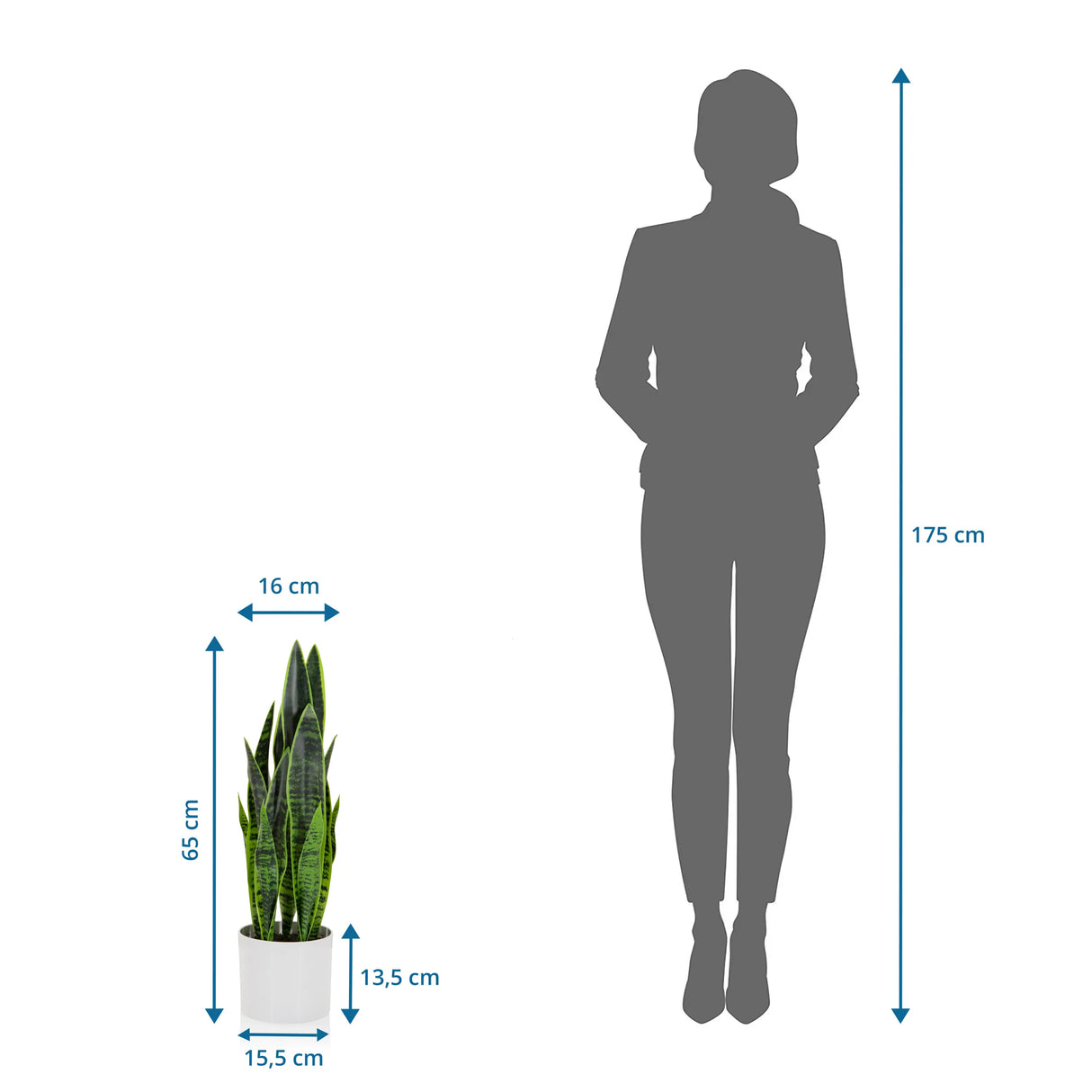 Målvisning af den Kunstige plante SANSEVIERIA med en højde på 65 cm ved siden af en personsilhuet fra hjh OFFICE