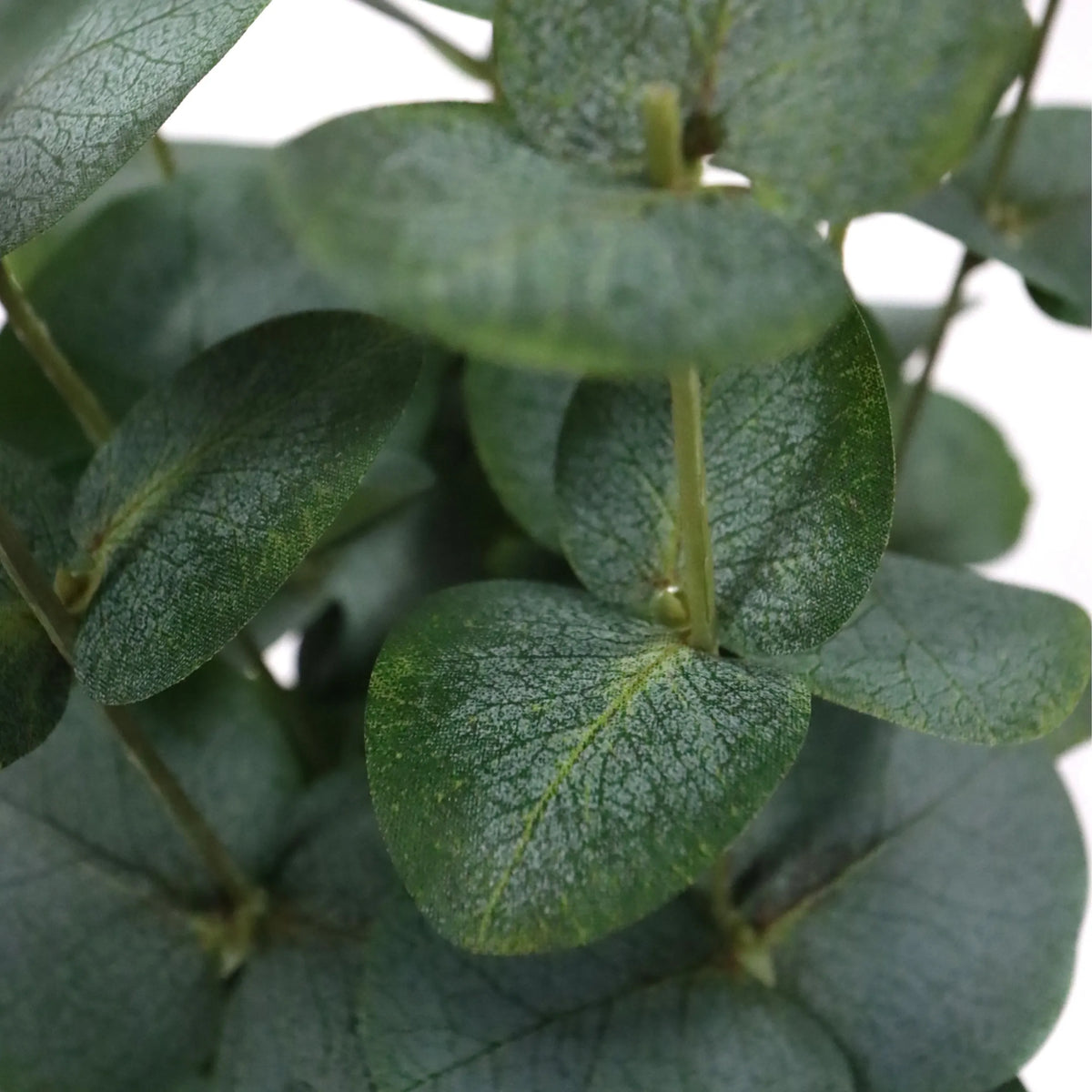 Grønne blade på den kunstige plante Eucalyptus fra hjh OFFICE