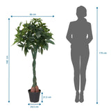 Måltegning af den Kunstige plante PACHIRA med en højde på 160 cm og bredde på 66 cm fra hjh OFFICE
