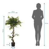 Måltegning af den Kunstige plante FICUS I med en højde på 120 cm og en bredde på 70 cm fra hjh OFFICE
