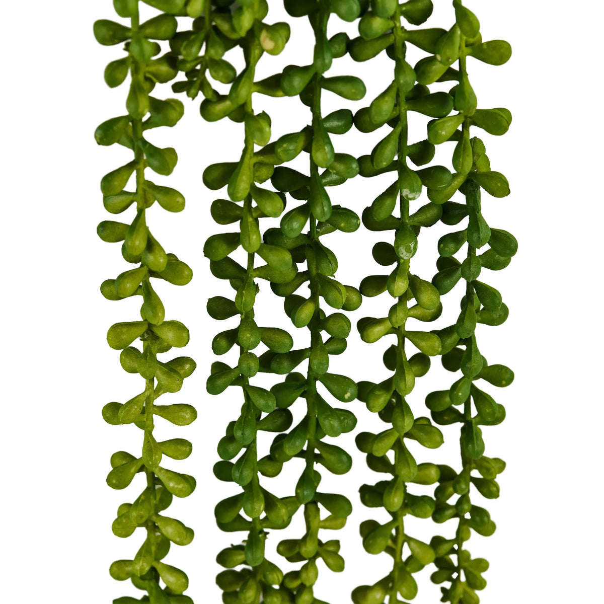Grønne blade fra den hængende plante Senecio Climb fra hjh OFFICE