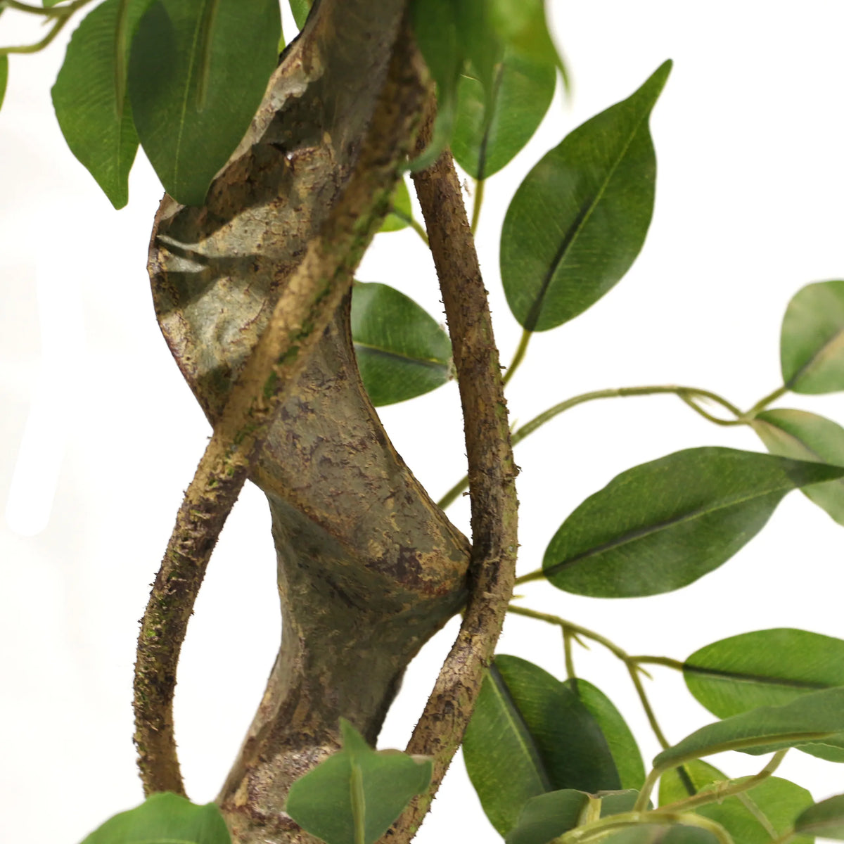 Struktureret brun stamme med grønne blade på den Kunstige plante FICUS I fra hjh OFFICE