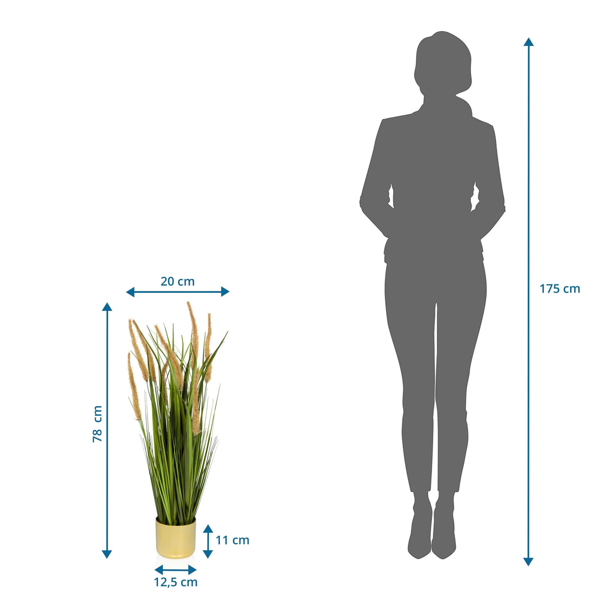 Målvisning af den Kunstige plante CORTADERIA I med en samlet højde på 78 cm fra hjh OFFICE