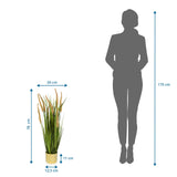 Målvisning af den Kunstige plante CORTADERIA I med en samlet højde på 78 cm fra hjh OFFICE