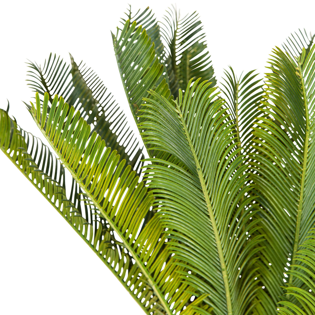Grønne blade fra den Kunstige plante CYCAS fra hjh OFFICE