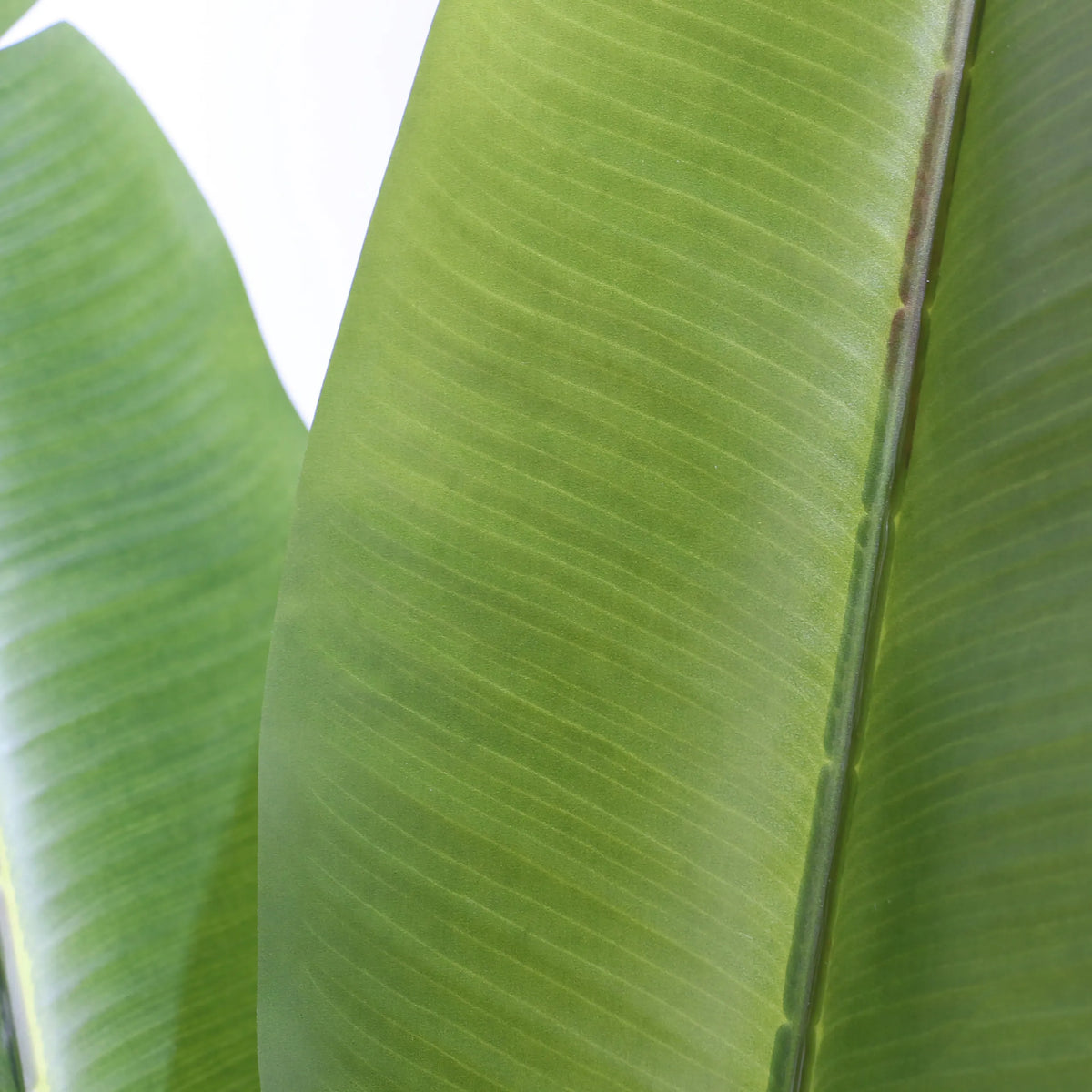 Grøn bladstruktur på den Kunstige plante BANANE fra hjh OFFICE