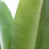 Grøn bladstruktur på den Kunstige plante BANANE fra hjh OFFICE