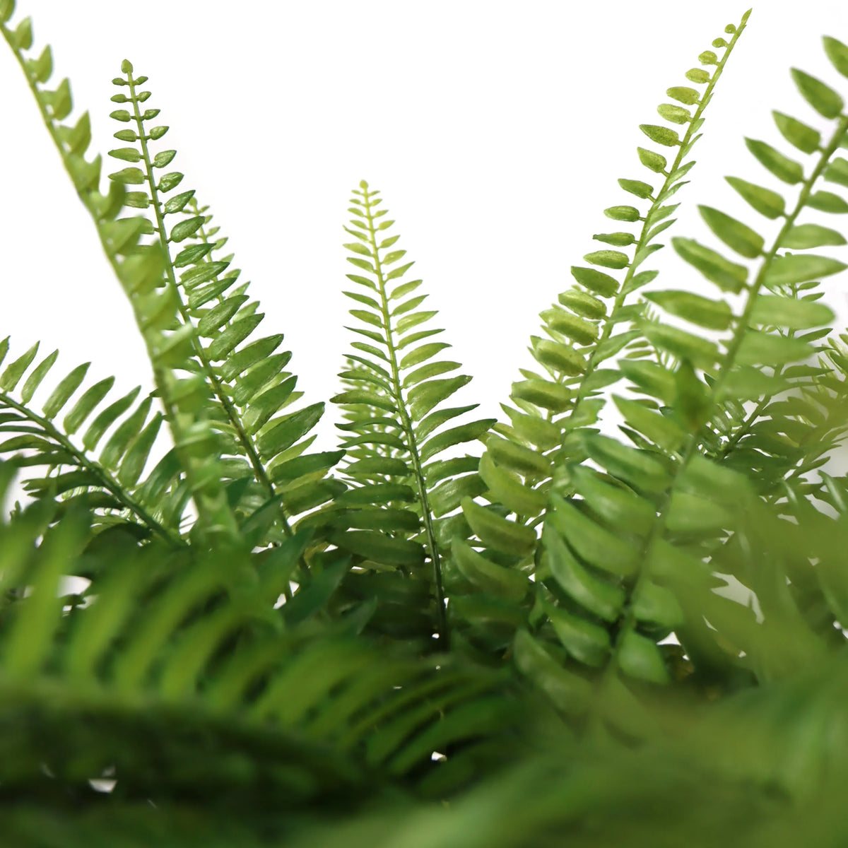 Grønne bregneblade fra den Kunstige plante Proliferum fra hjh OFFICE