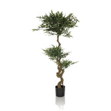 Grøn Kunstige plante ACACIA med snoet stamme i sort potte fra hjh OFFICE – 360-graders visning (forfra 0°)