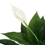 Hvid blomst og grønne blade fra den kunstige plante SPATHIPHYLLUM fra hjh OFFICE