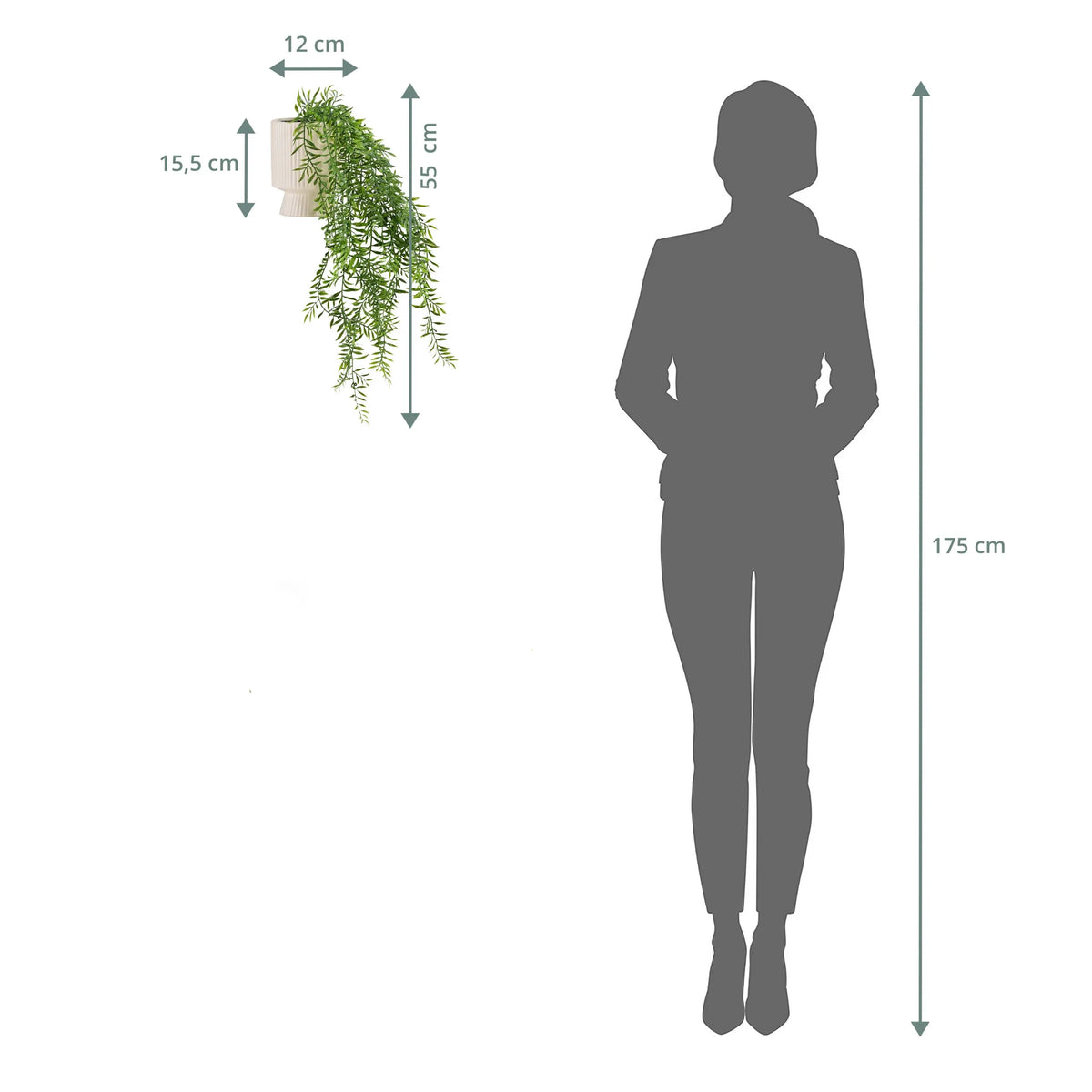 Maßzeichnung der Wandpflanze Filix mit einer Gesamthöhe von 55 cm und einer Breite von 12 cm von hjh OFFICE