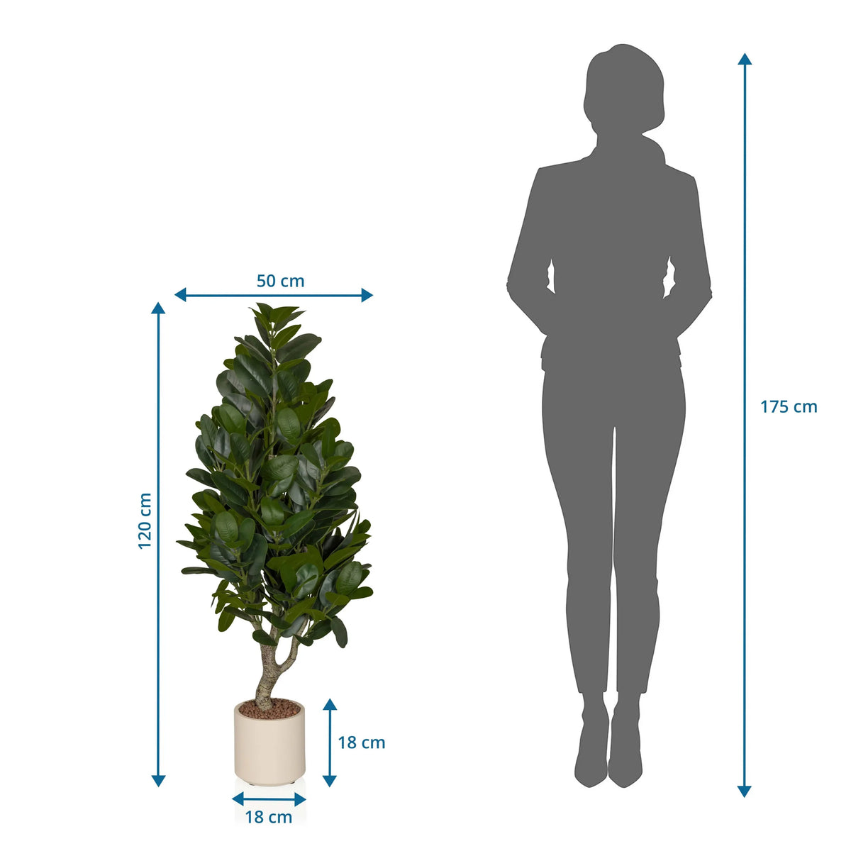 Måltegning af den Kunstige plante Garcinia med en højde på 120 cm og bredde på 50 cm fra hjh OFFICE