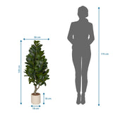 Måltegning af den Kunstige plante Garcinia med en højde på 120 cm og bredde på 50 cm fra hjh OFFICE
