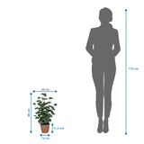 Måltegning af den Kunstige plante Eucalyptus med en højde på 48 cm ved siden af en personsilhuet fra hjh OFFICE