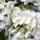 Hvide blomster på den Kunstige plante HYDRANGEA med grønne detaljer fra hjh OFFICE