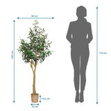 Måltegning af den Kunstige plante OLIVE II med en højde på 150 cm og bredde på 60 cm fra hjh OFFICE