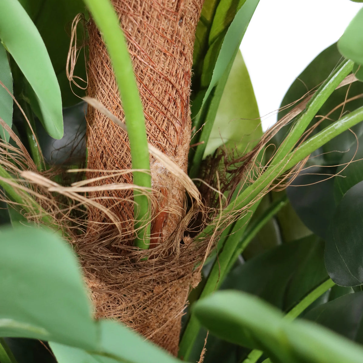 Stamme med kokosfibre og grønne blade på den Kunstige plante EPIPREMNUM fra hjh OFFICE