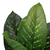 Grønne blade fra den kunstige plante DIEFFENBACHIA med lysere årer fra hjh OFFICE